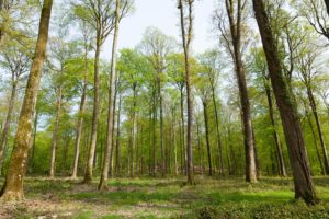 Lush spring forest with tall trees in Bellême, Normandy. Serene and green landscape.